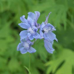 Pied d'alouette 'Cliveden Beauty' / Delphinium x belladonna Cliveden Beauty